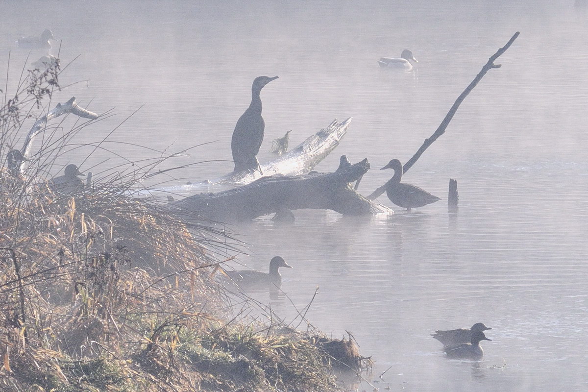 Silhouette cormorano.